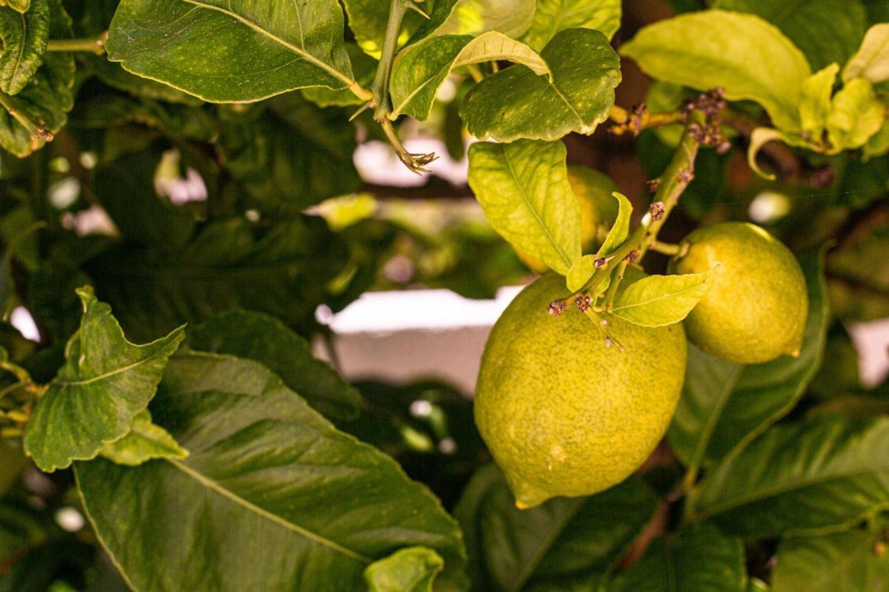 Lemon Tree Apartment Senhora da Luz 외부 사진